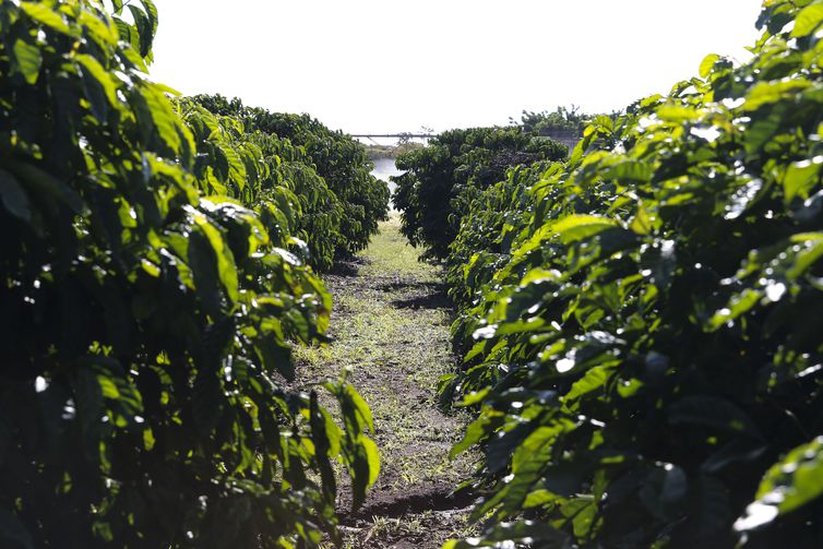 Conab diz que safra de café será de 54,94 milhões de sacas